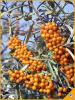 Плоды облепихи (Hippophae rhamnoides)